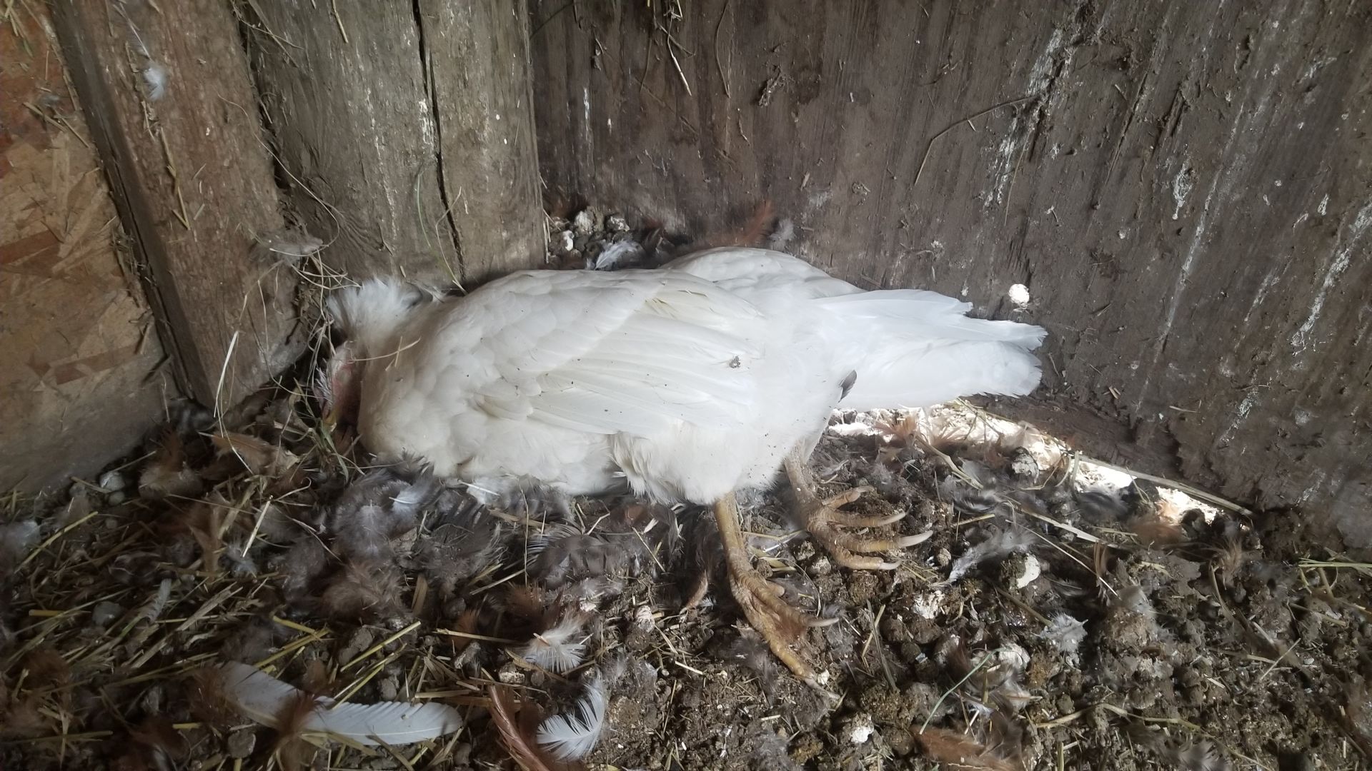 dead chicken